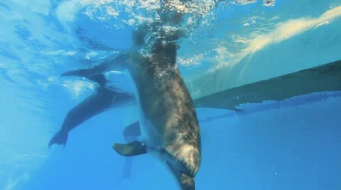 Dolphins In A Pool Underwater Video stock 51767793