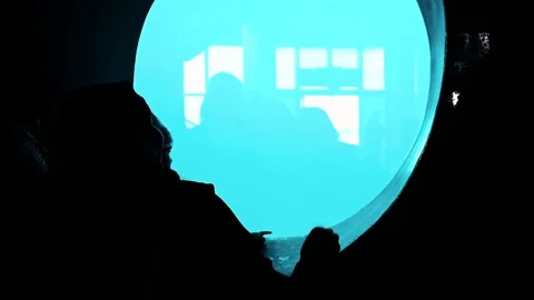 Dolphins in the porthole 库存影片 73474515