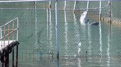 Dolphins in prison Stock Footage 48787880