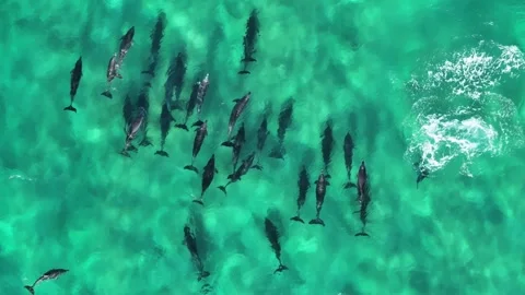 Dolphins in pristine clear water from drone Australia Video stock 267926255