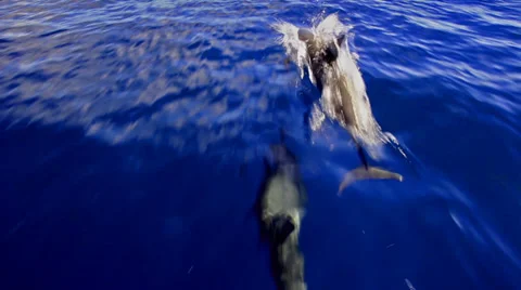 Dolphins racing through the ocean Video stock 35344984