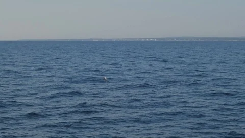 Dolphins rack focus shot Stock Footage 85703382