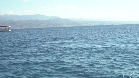 Dolphins in the Red Sea Stock Footage 145645584