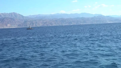 Dolphins in the Red Sea Stock Footage 145645660