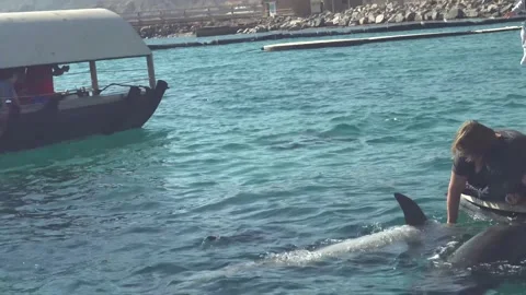 Dolphins in the Red Sea Stock Footage 145645752