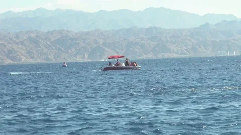 Dolphins in the Red Sea Stock Footage 145646023