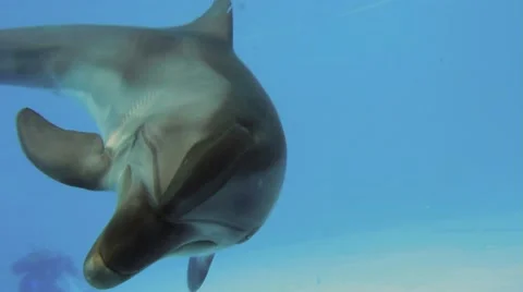 Dolphins In A Reservoir Stock Footage 52428205