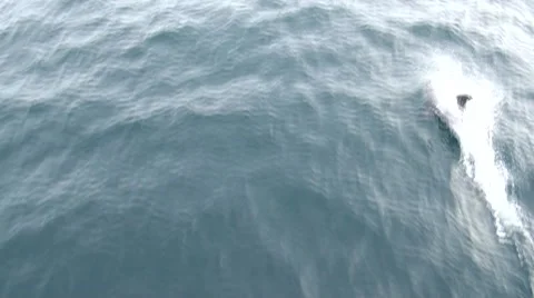 Dolphins riding waves in front of Boat 스톡 동영상 42941649