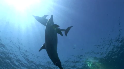 Dolphins in the Sea Stock Footage