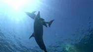Dolphins In The Sea Stock Footage