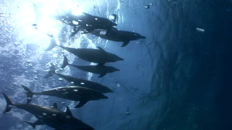 Dolphins in the Sea Stockbeeldmateriaal 59609812