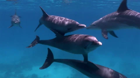 Dolphins in the Sea Stockbeeldmateriaal 59610174