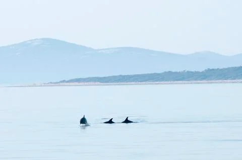 Dolphins at sea Stock Photos