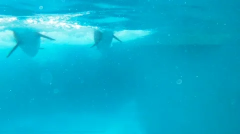 Dolphins sharply close to the camera Video stock 64690307