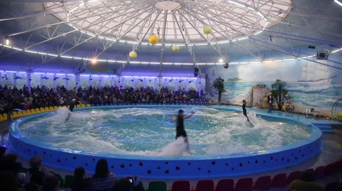 Dolphins show in the dolphinarium Stock Footage 46020502