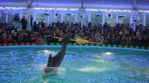 Dolphins show in the dolphinarium. Stock Footage 46021870