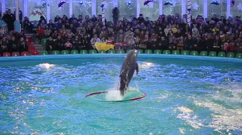 Dolphins show in the dolphinarium. SLOW MOTION Stock Footage 46022853