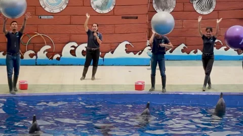 The Dolphins Show Stock Footage 240534296