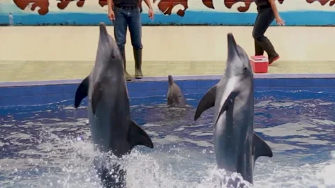 The Dolphins Show Stock Footage 240534372