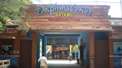 The Dolphins Show Stock Footage 240534393