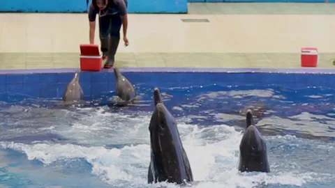 The Dolphins Show Stock Footage 240534410