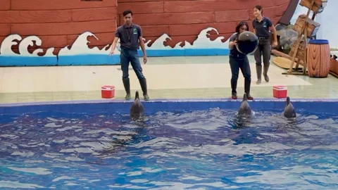 The Dolphins Show Stock Footage 240534423