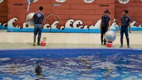 The Dolphins Show Stock Footage 240534424