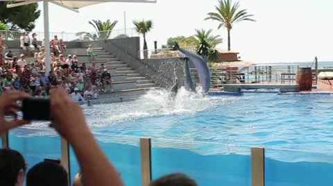 Dolphins show in Marineland, Mallorca, Spain, slow motion HD Stock Footage