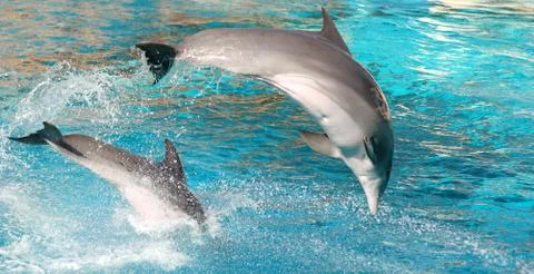 Dolphins show Stock-Fotos