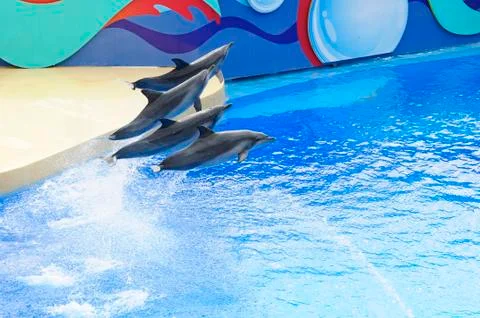 Dolphins show Stockfoto's