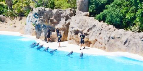 Dolphins show 写真素材