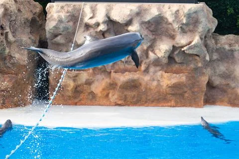Dolphins on show Stock Photos