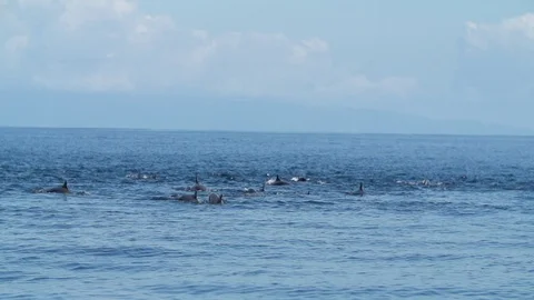 Dolphins in slowmotion from Osa Stock Footage 103191657