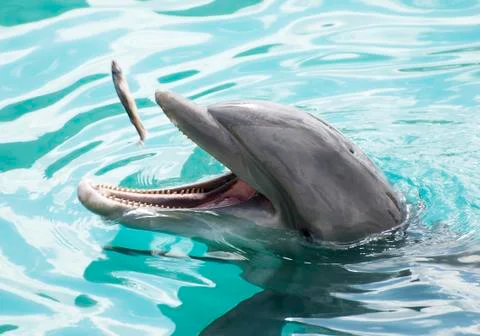 Dolphin's snack Stock Photos