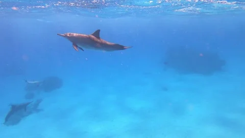 Dolphins - Spinner Dolphins in Egypt, Marsa Alam Sataya Reef. Stock Footage 273717778