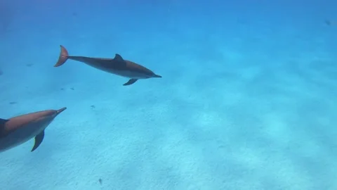Dolphins - Spinner Dolphins in Egypt, Marsa Alam Sataya Reef. Stock Footage 273836453