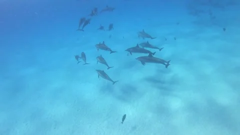 Dolphins - Spinner Dolphins in Egypt, Marsa Alam Sataya Reef. Stock Footage 274682722
