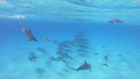 Dolphins - Spinner Dolphins in Egypt, Marsa Alam Sataya Reef. Stock Footage 274682803