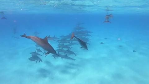 Dolphins - Spinner Dolphins in Egypt, Marsa Alam Sataya Reef. Stock Footage 327290281
