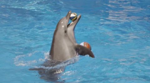 Dolphins Spinning Playing With Balls In Pool Stockbeeldmateriaal 52387270