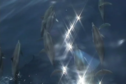 Dolphins with stars off surface 1 Stock Footage 148891