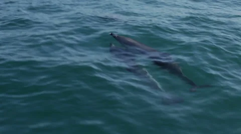 Dolphins in the Strait of Gibraltar 库存影片 28501841