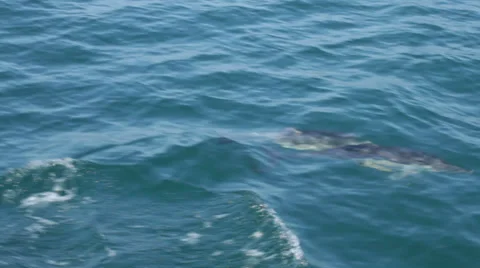 Dolphins in the Strait of Gibraltar 库存影片 31321366