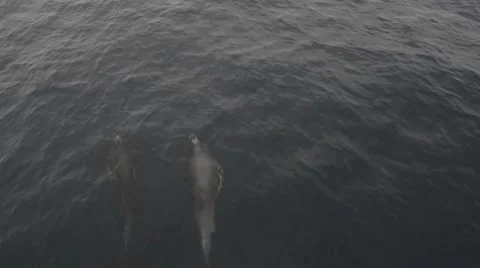Dolphins streaming through the ocean in natural habitat Stock Footage 44507158