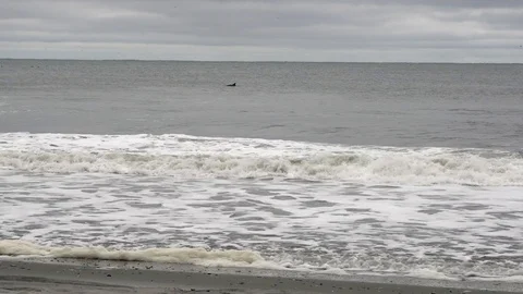 Dolphins in the surf at Myrtle Beach Video stock 100096575
