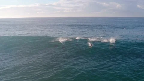 Dolphins surf a wave as a drone captures the action at Freshwater Beach in Stock Footage