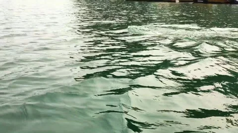 Dolphins Surface in Alamitos Bay Stock Footage 144224641