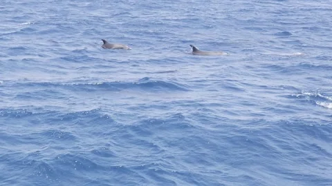Dolphins surfacing by a wave, Red Sea, slow motion Stock Footage 338223983
