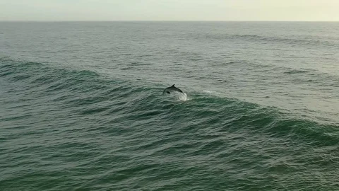 Dolphins Surfing aerial view Stock Footage 122249592