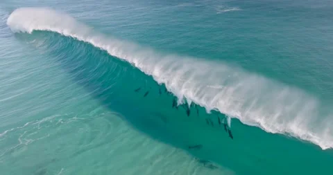 Dolphins Surfing at Sugarloaf 2 Stockbeeldmateriaal 264257065